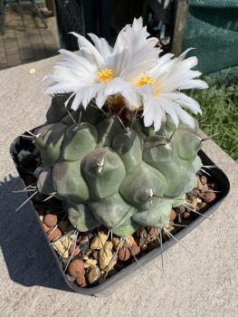 Preview: Thelocactus rinconensis